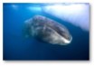 Baleia-da-Groenlândia